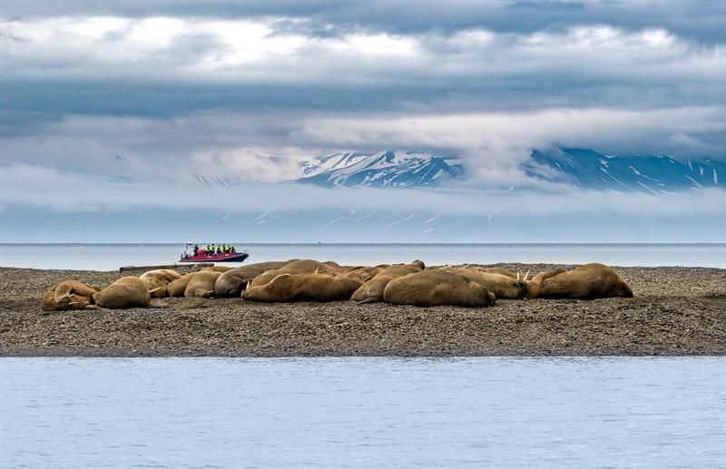Walruses resting on a beach, with a RIB boat in the background and mountains under low clouds.