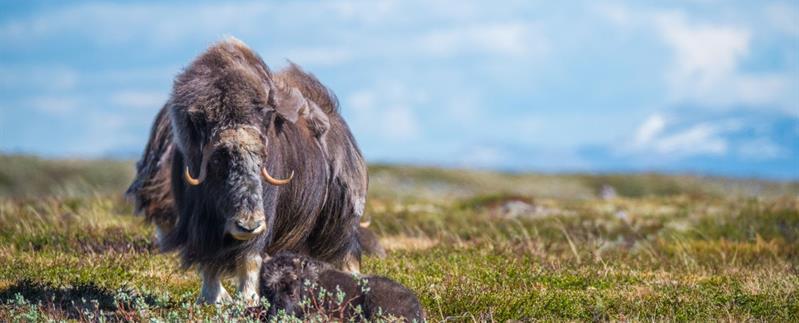 Muskox-safari im Dovrefjell