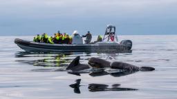 Planera resan till Vesterålen | Aktiviteter, boende, mat och dryck