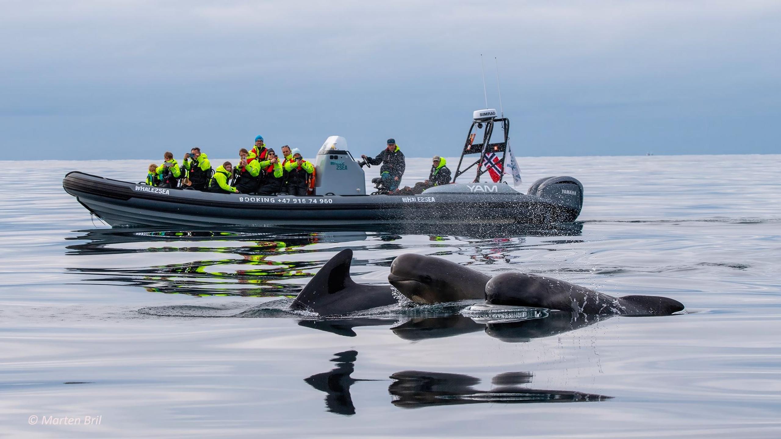 Whale safari with RIB