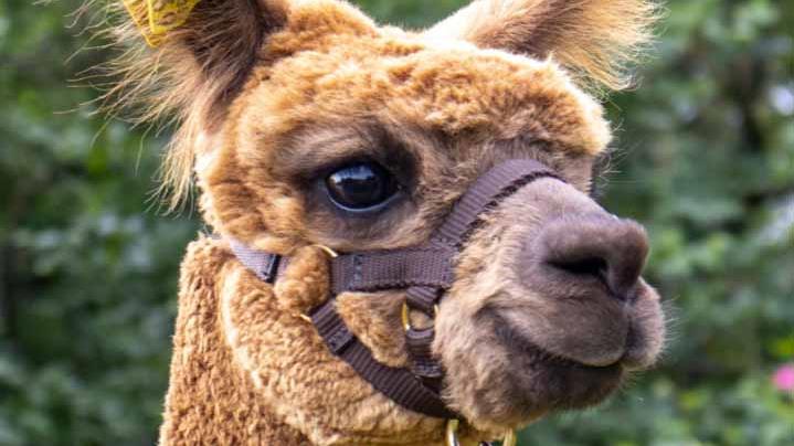 Brown alpaca