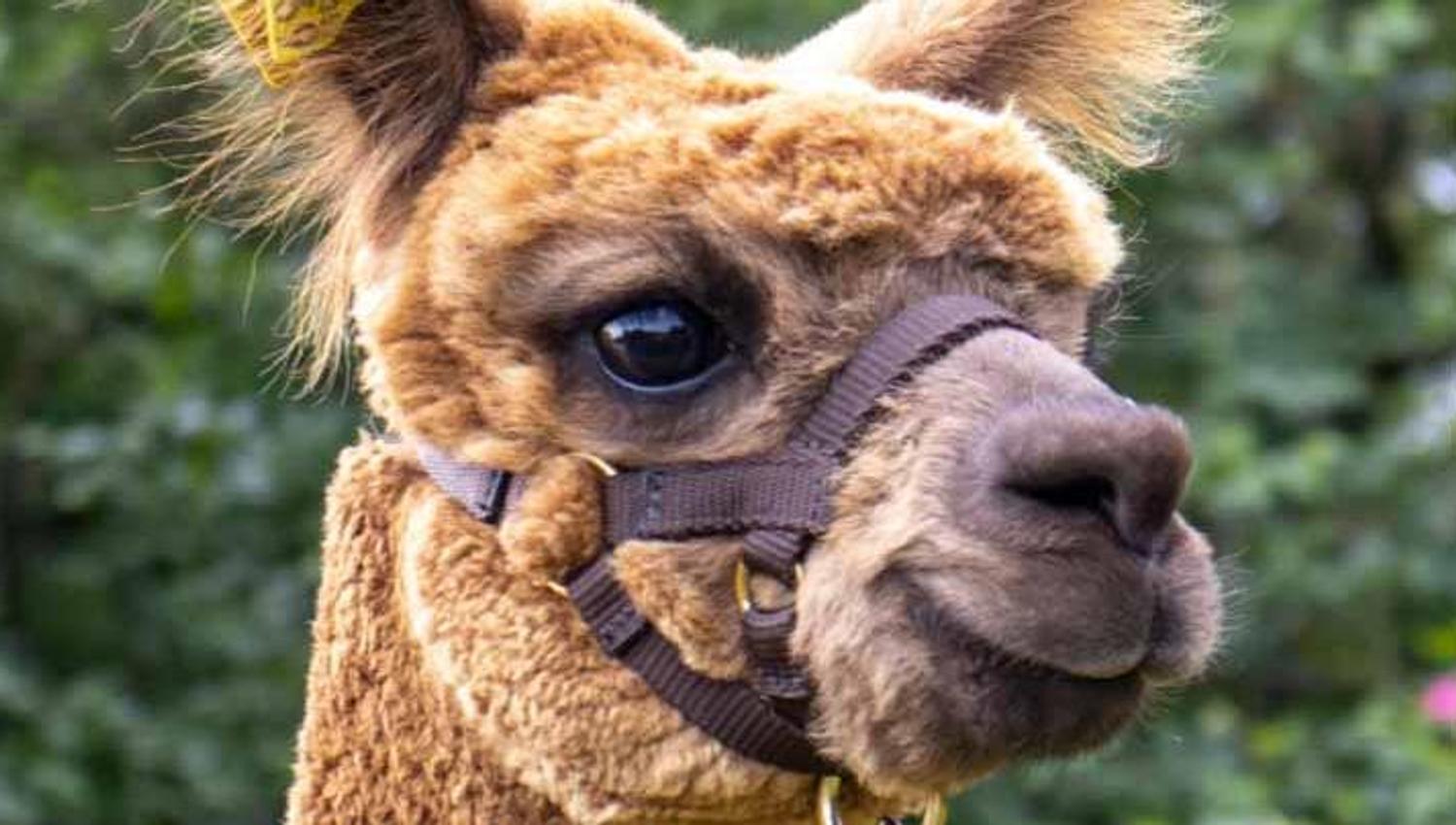 Brown alpaca