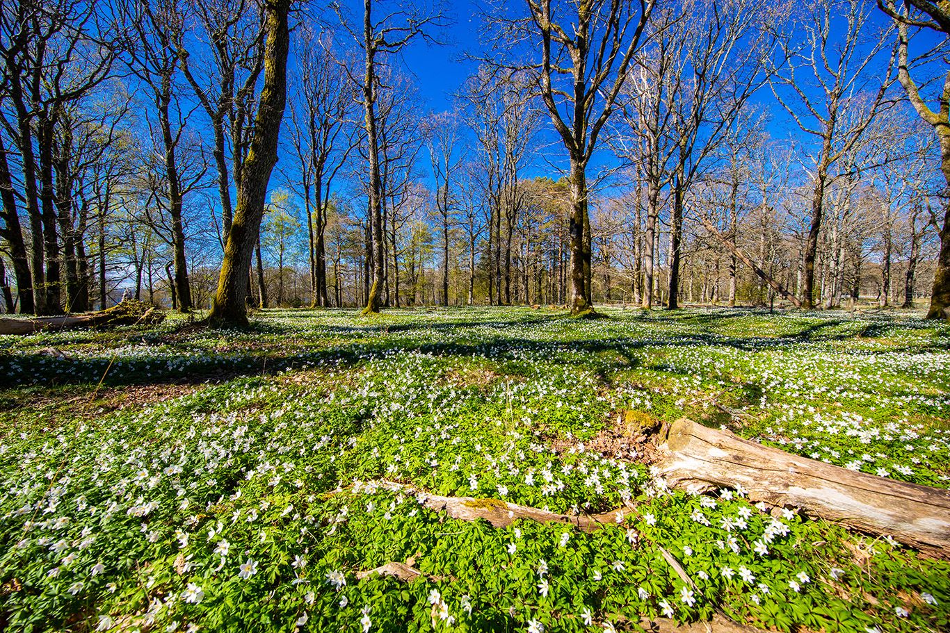 Hvitveisblomstring Jomfruland