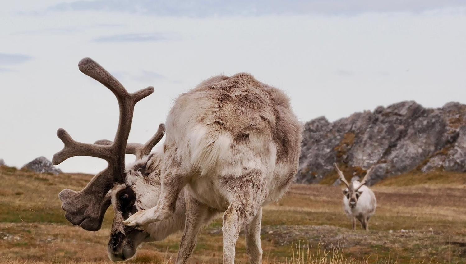 To store reinsdyr på Svalbard