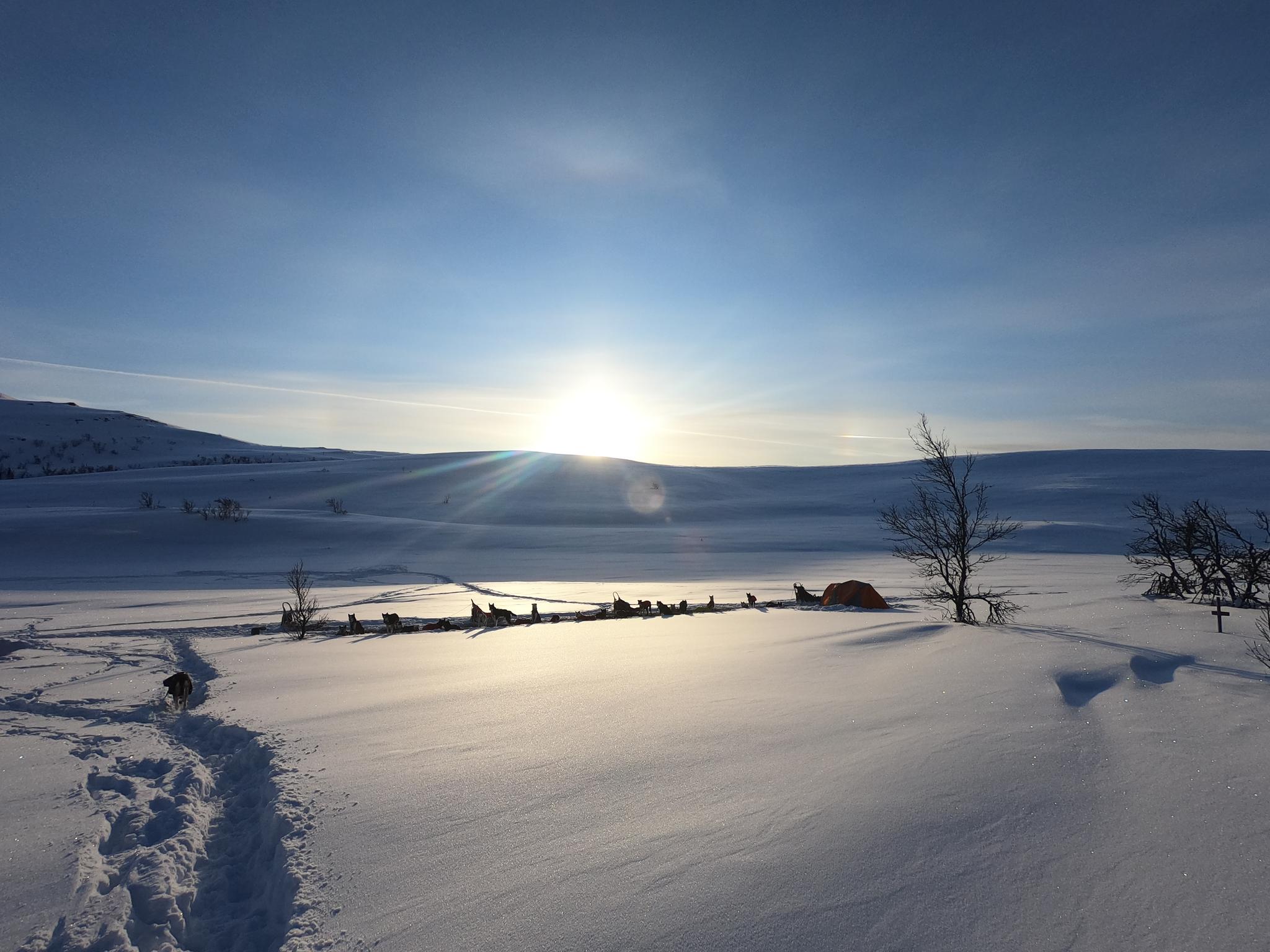 Two-Day Dog Sledding Adventure with Cabin Stay