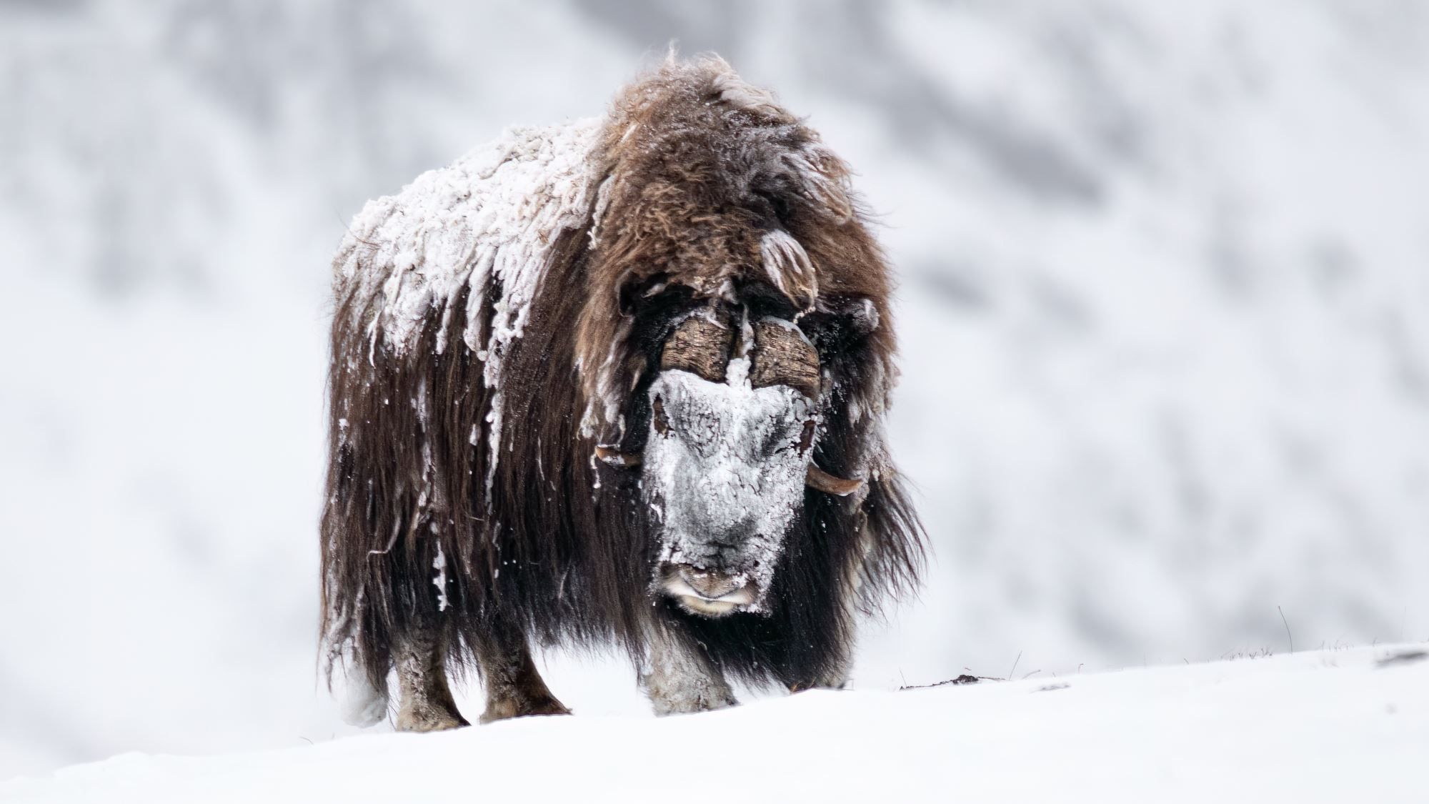 Photo Safari / Personal Tour