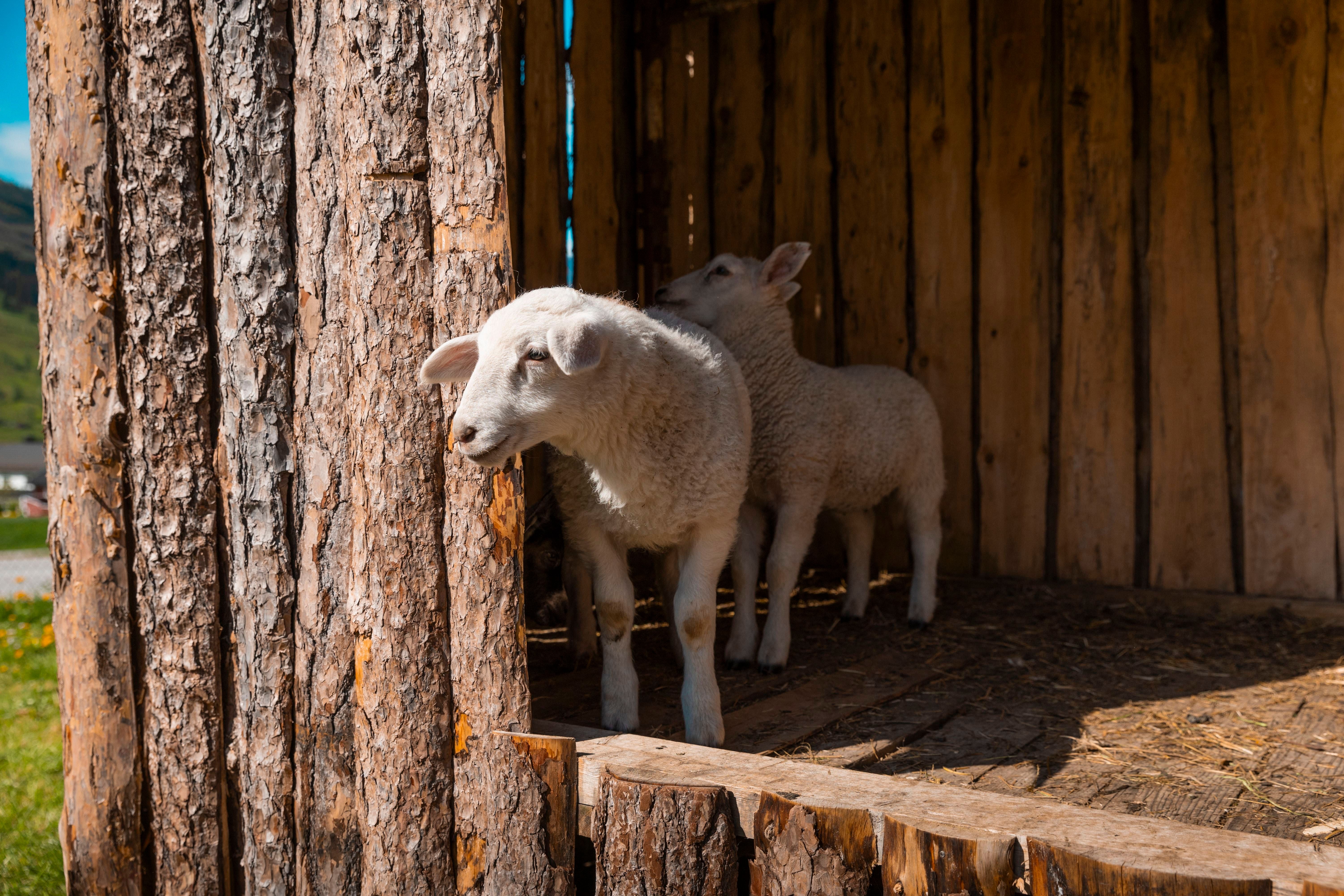Two young lambs stand inside a rustic wooden pen, with one lamb looking out past a rough log wall in sunlight.