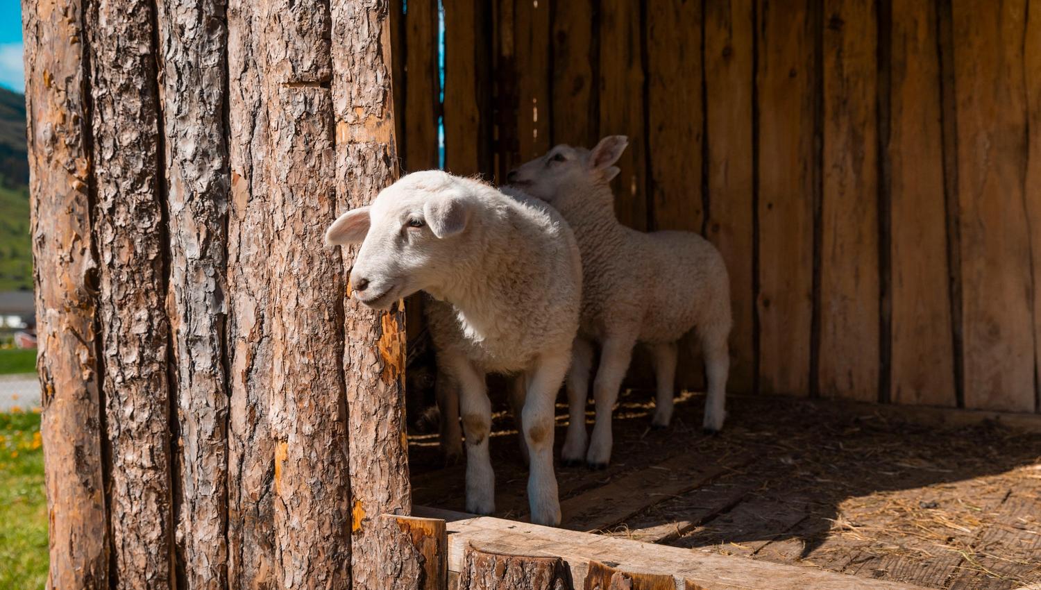 Two young lambs stand inside a rustic wooden pen, with one lamb looking out past a rough log wall in sunlight.