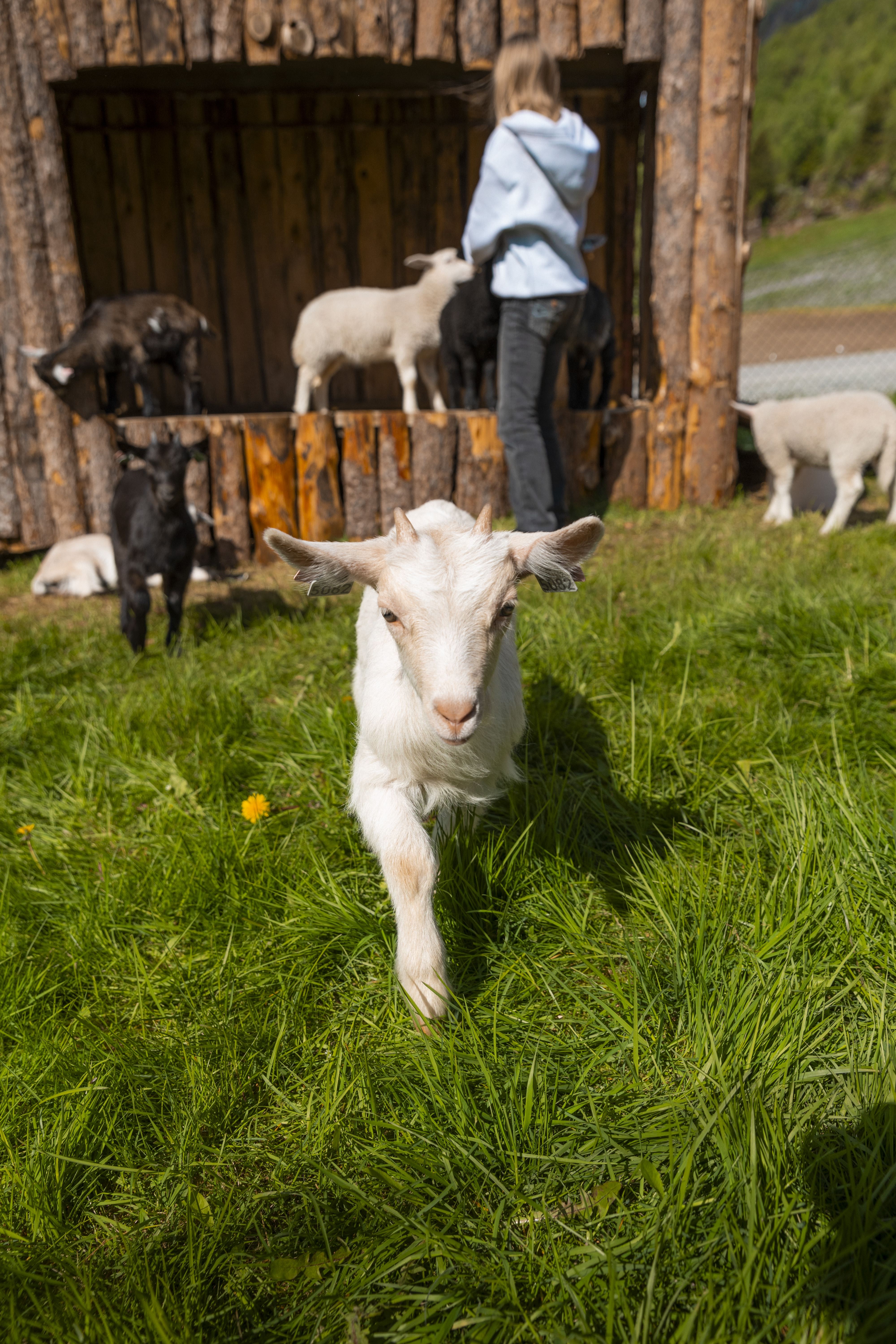 A white baby goat walks toward the camera on green grass near a wooden pen with other goats and a person.