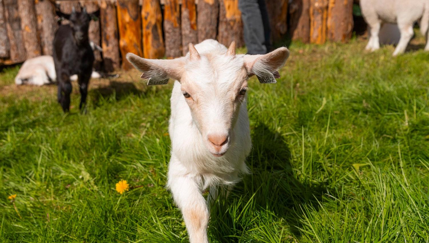 A white baby goat walks toward the camera on green grass near a wooden pen with other goats and a person.