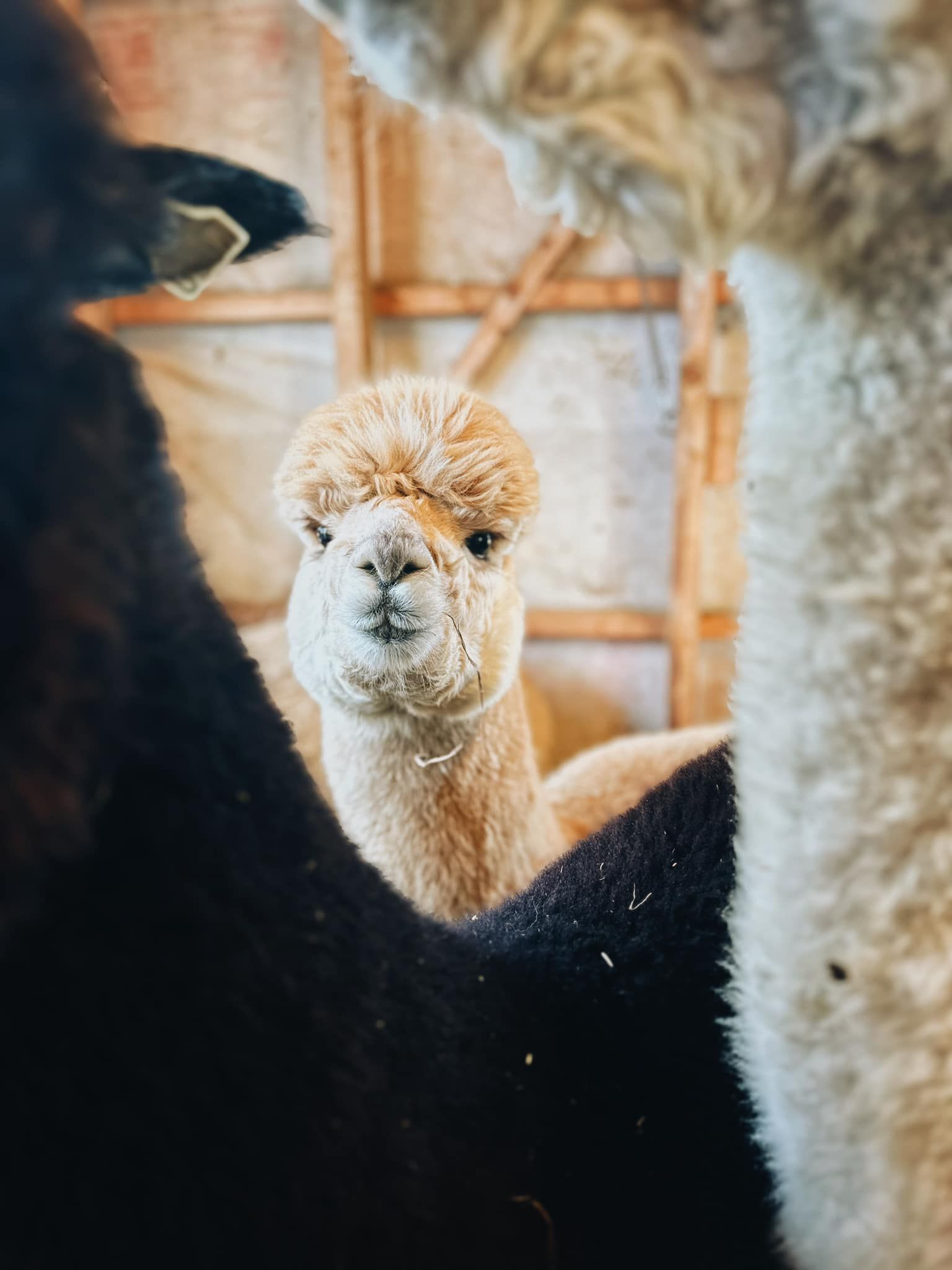 Alpaca close up