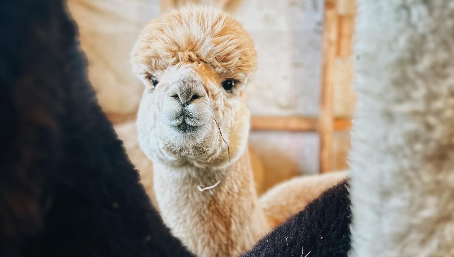 Alpaca close up