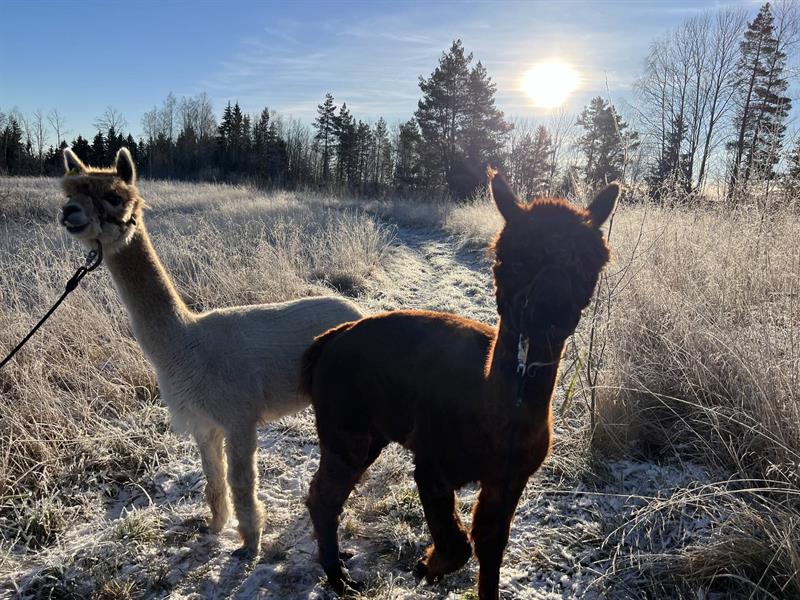 To alpakkaer står i et frostdekket landskap mens morgensola skinner bak dem. Den ene er lys, den andre mørk, og begge holdes i leiebånd.