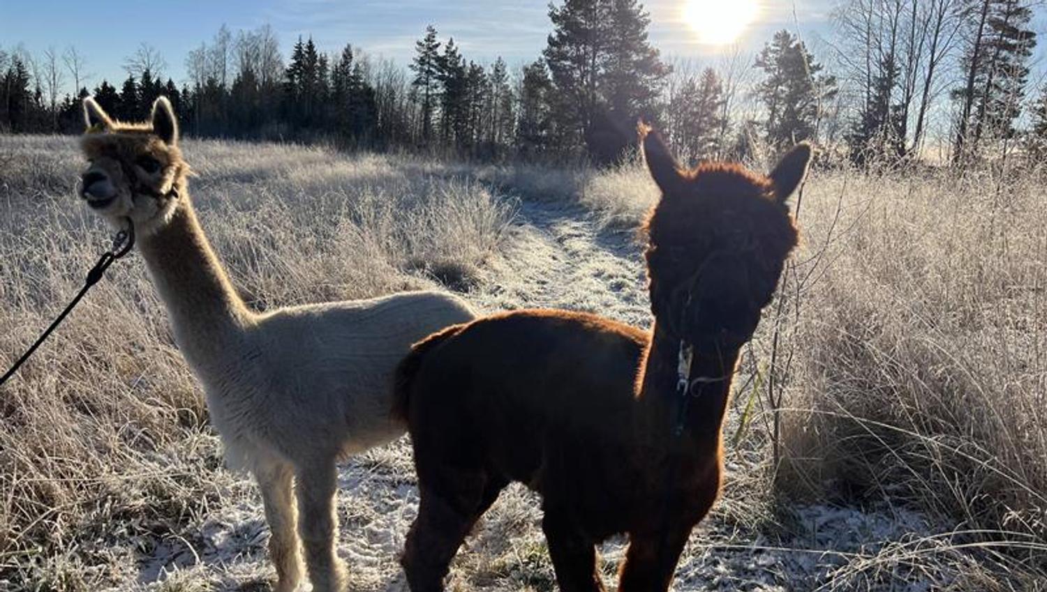 To alpakkaer står i et frostdekket landskap mens morgensola skinner bak dem. Den ene er lys, den andre mørk, og begge holdes i leiebånd.