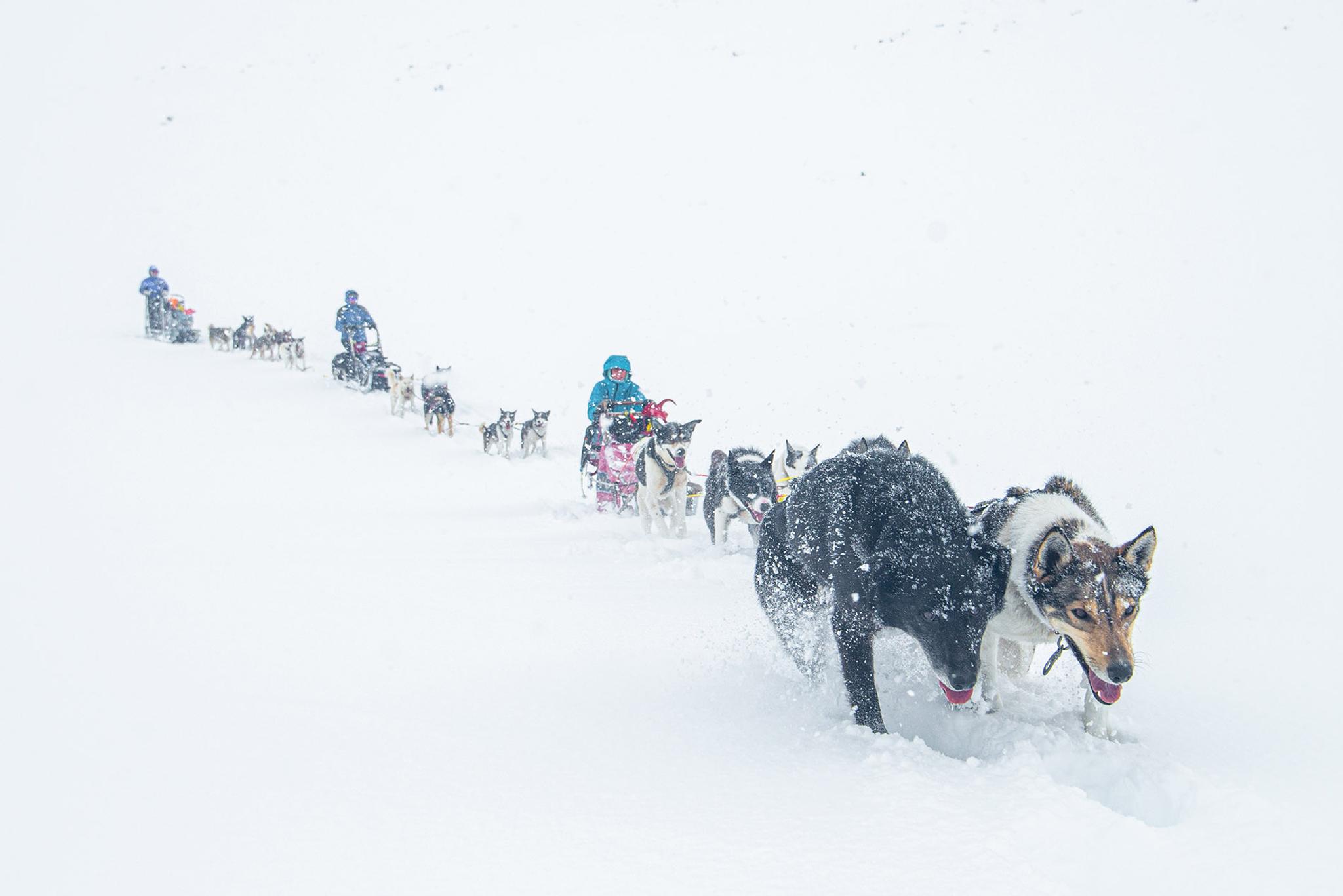 Three dog sledding teams in deep snow and white out