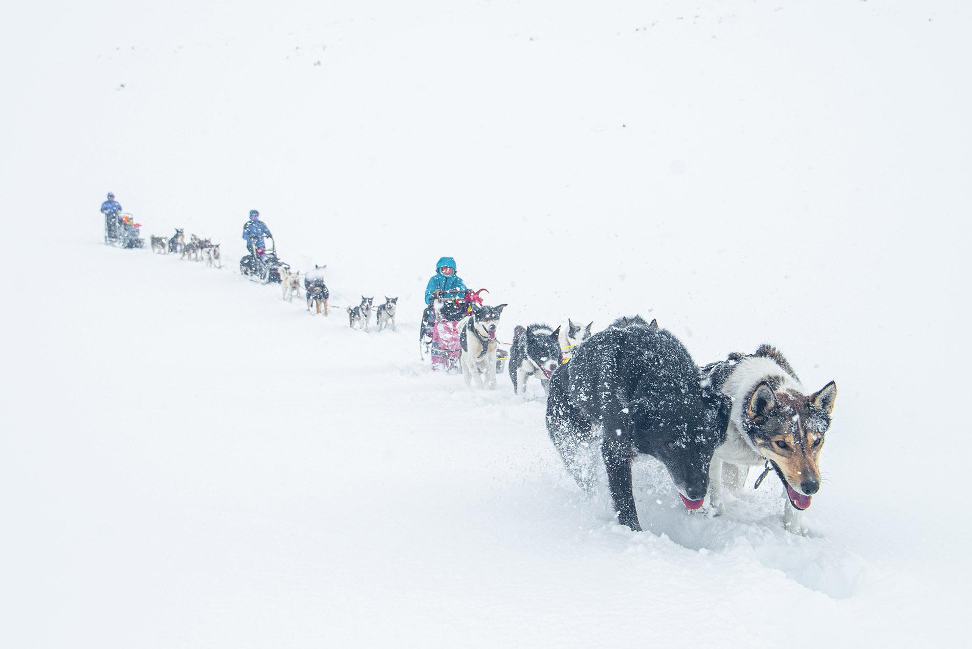 Three dog sledding teams in deep snow and white out
