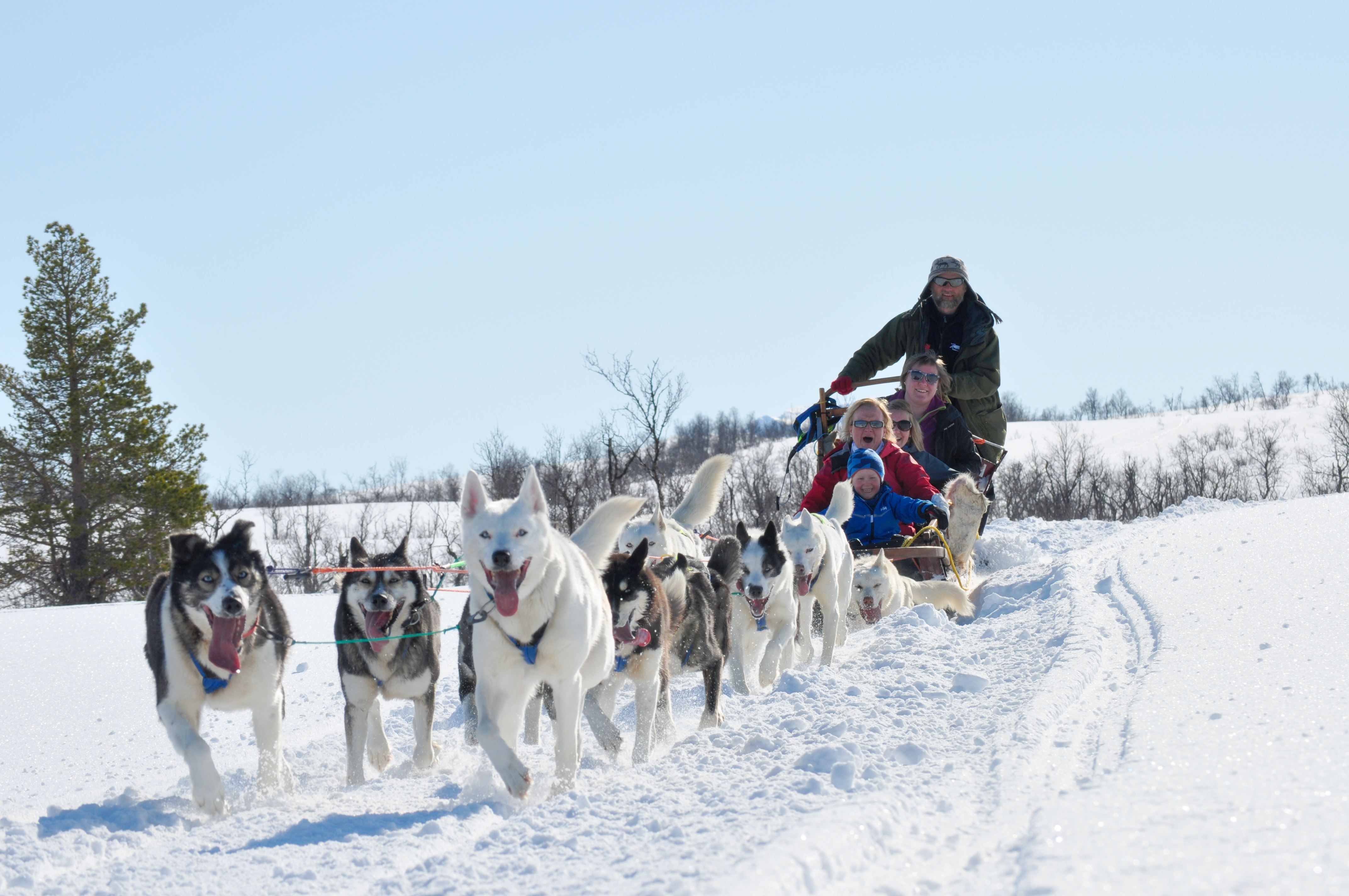 Dog sled in winter lanscaoe