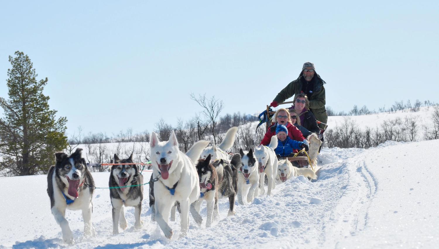 Dog sled in winter lanscaoe