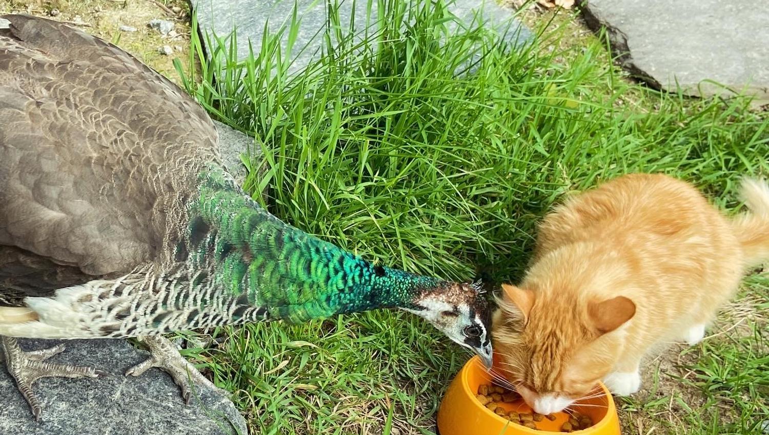 Katten og påfuglen spiser sammen på tunet på Vestre Kinn Gård