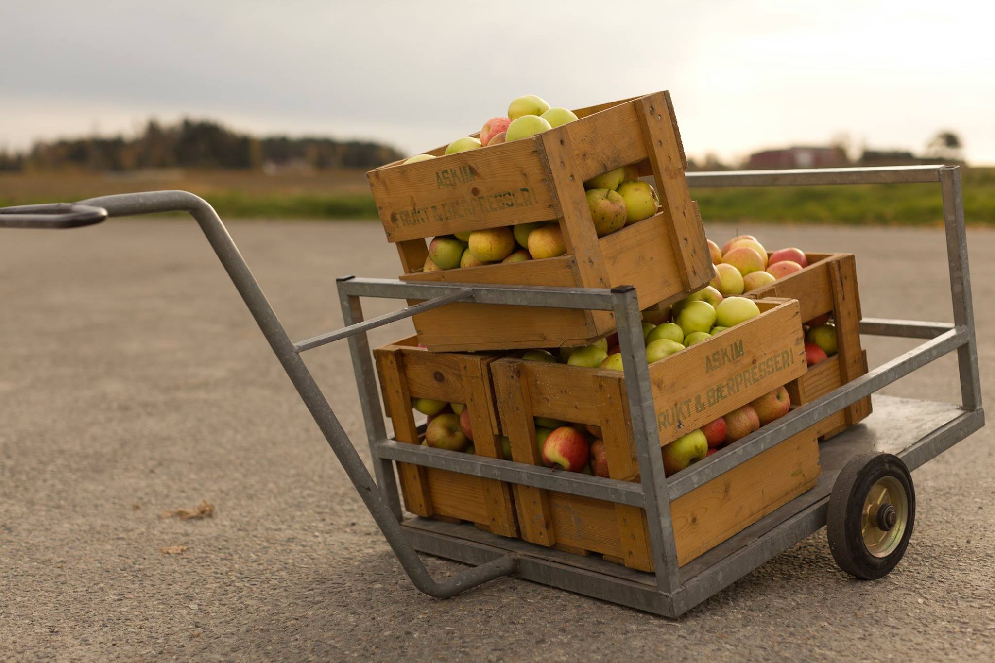 A metal cart stands on a farm road carrying several wooden crates filled with apples. The crates are labeled Askim Frukt og Bærpresseri.