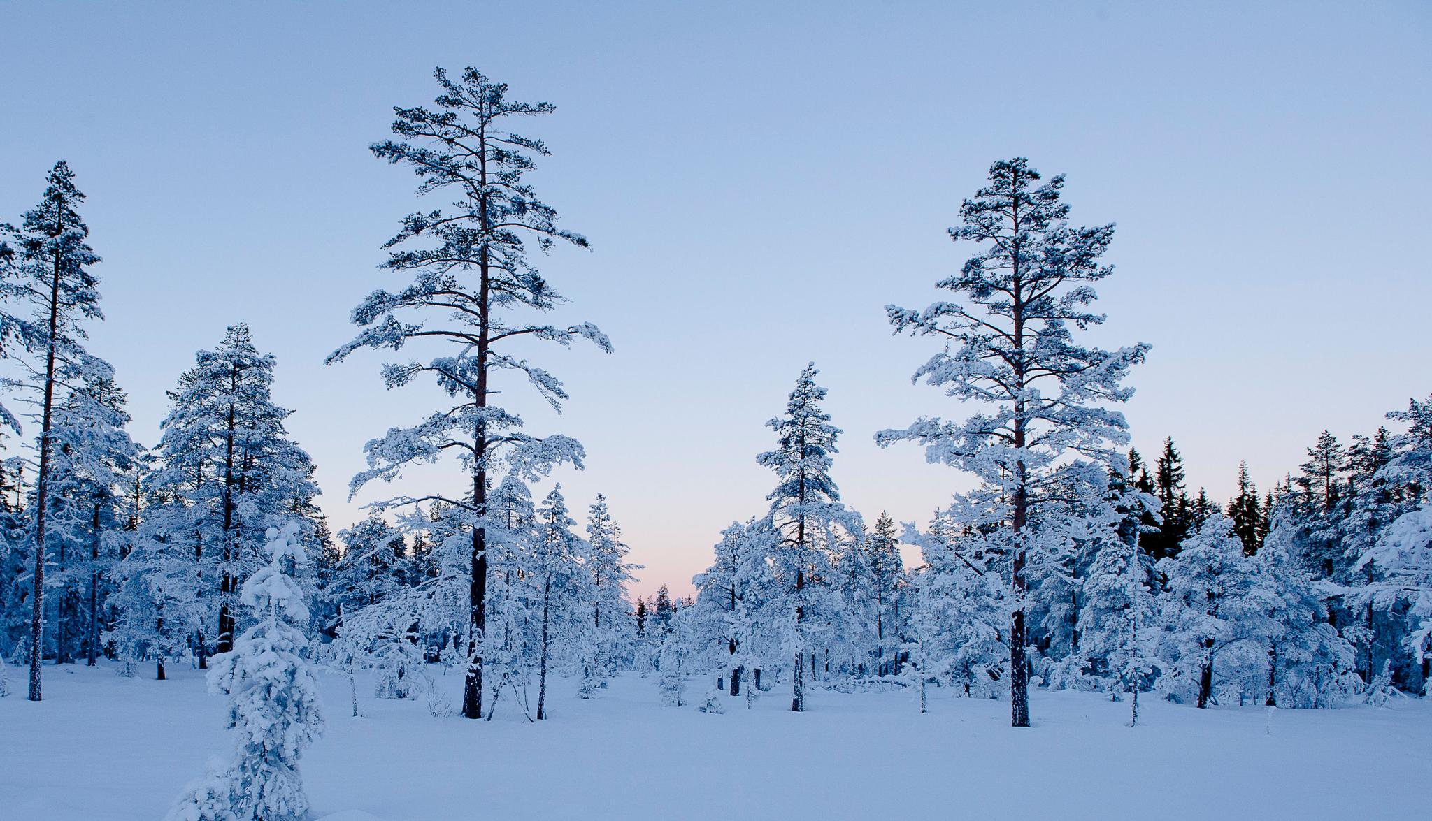 Cross country skiing in Ringerike municipality