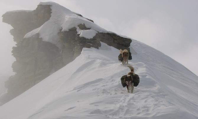 Two dogs on their way down from a mountain peak