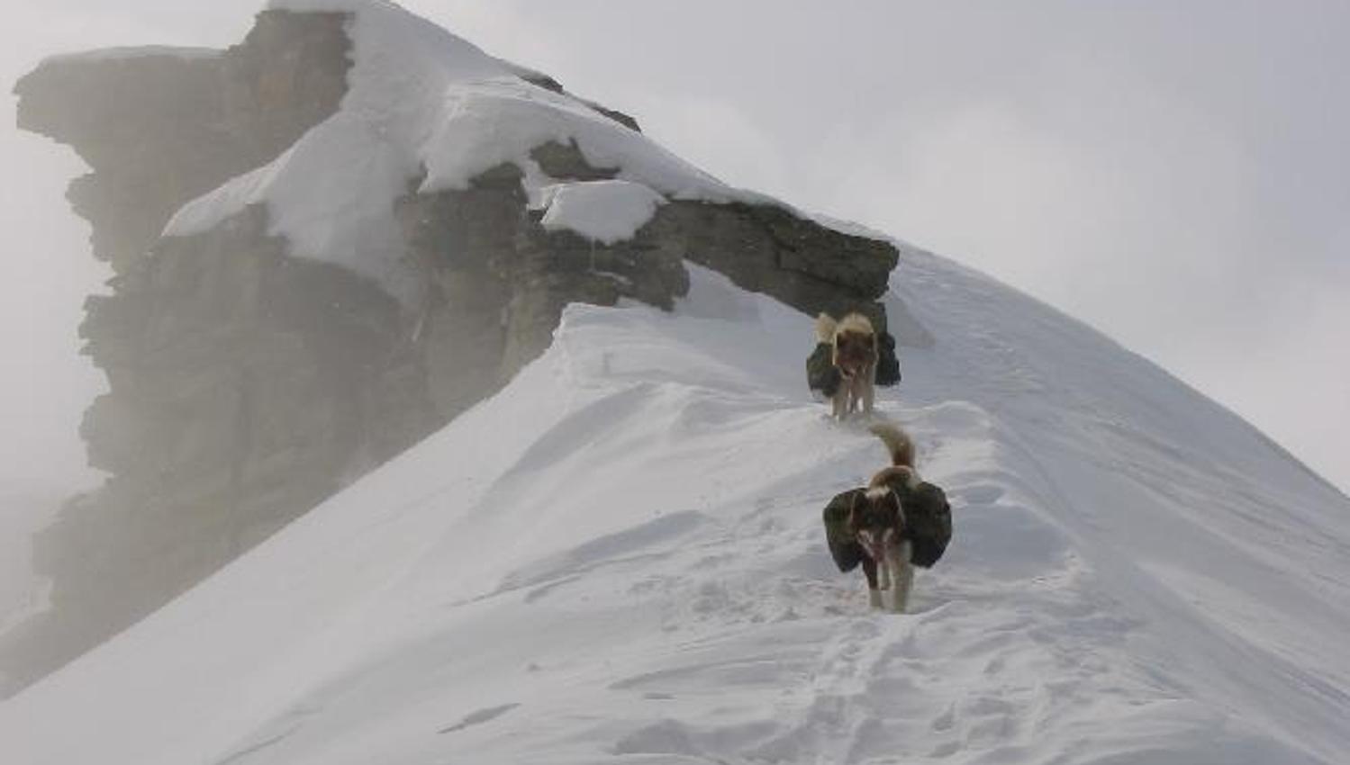 Two dogs on their way down from a mountain peak