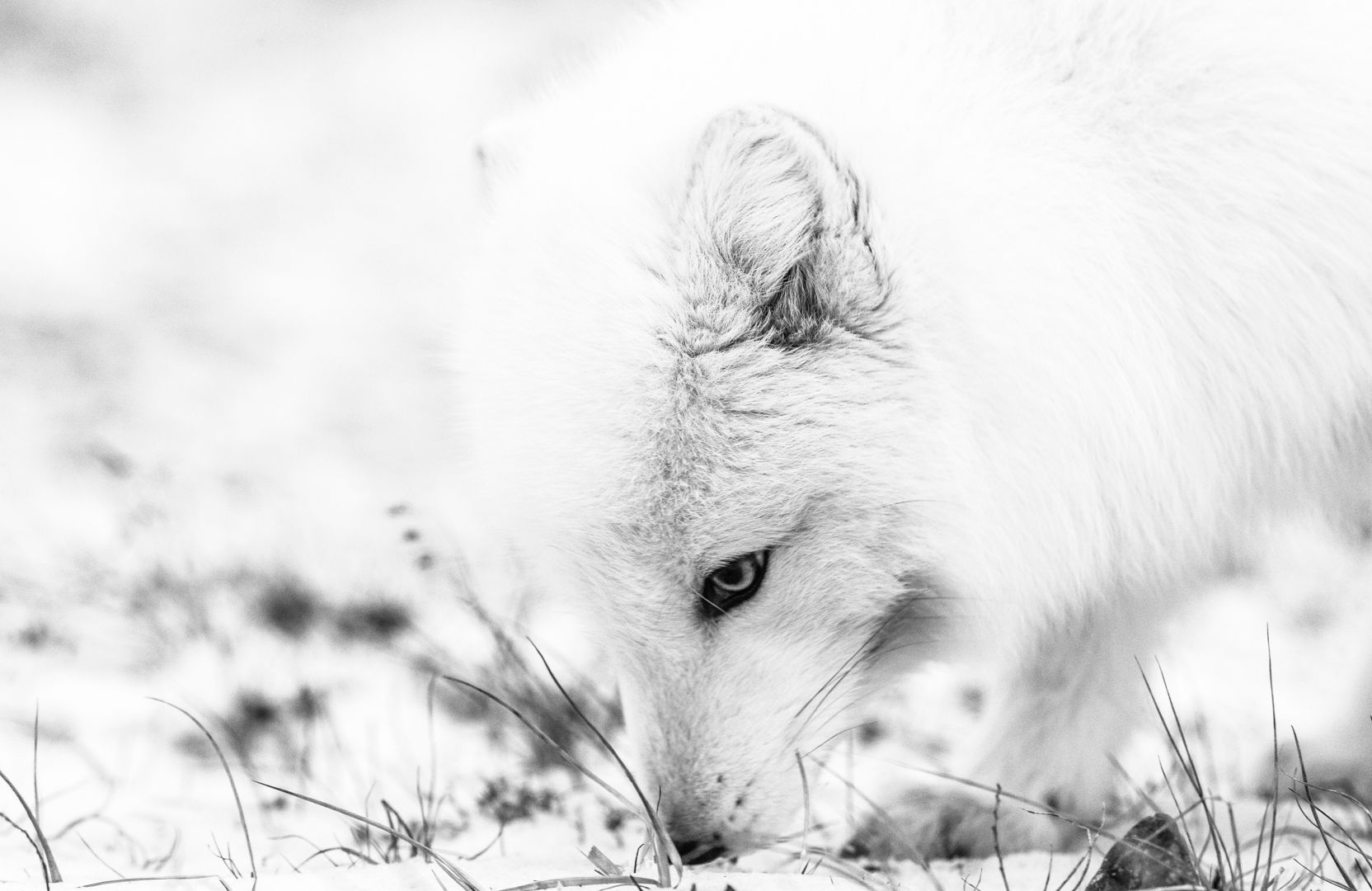 Black and white picture of a polarfox in wintercoat, sniffing the grass 