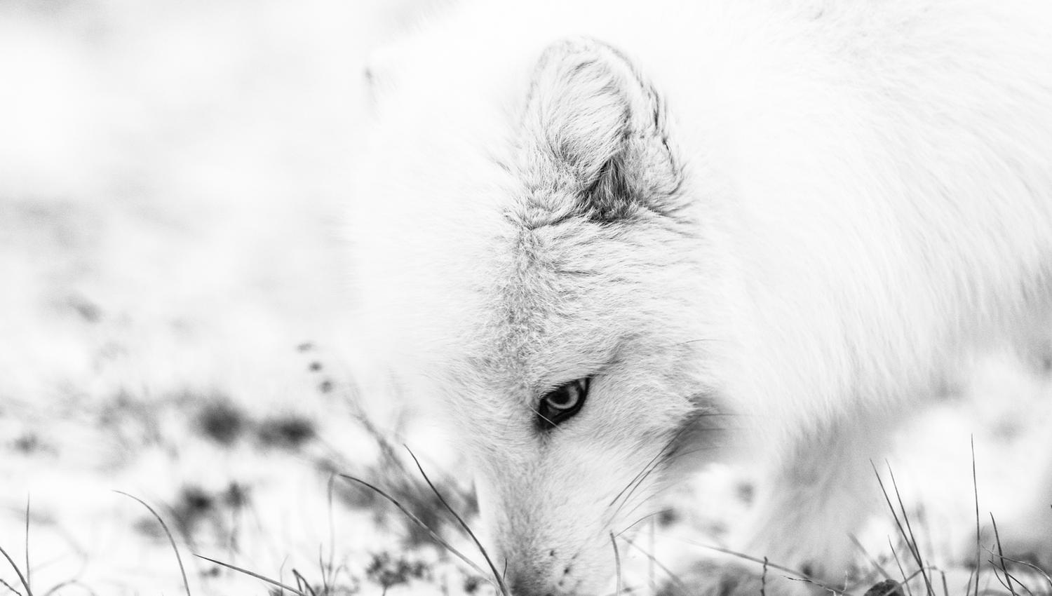 Black and white picture of a polarfox in wintercoat, sniffing the grass