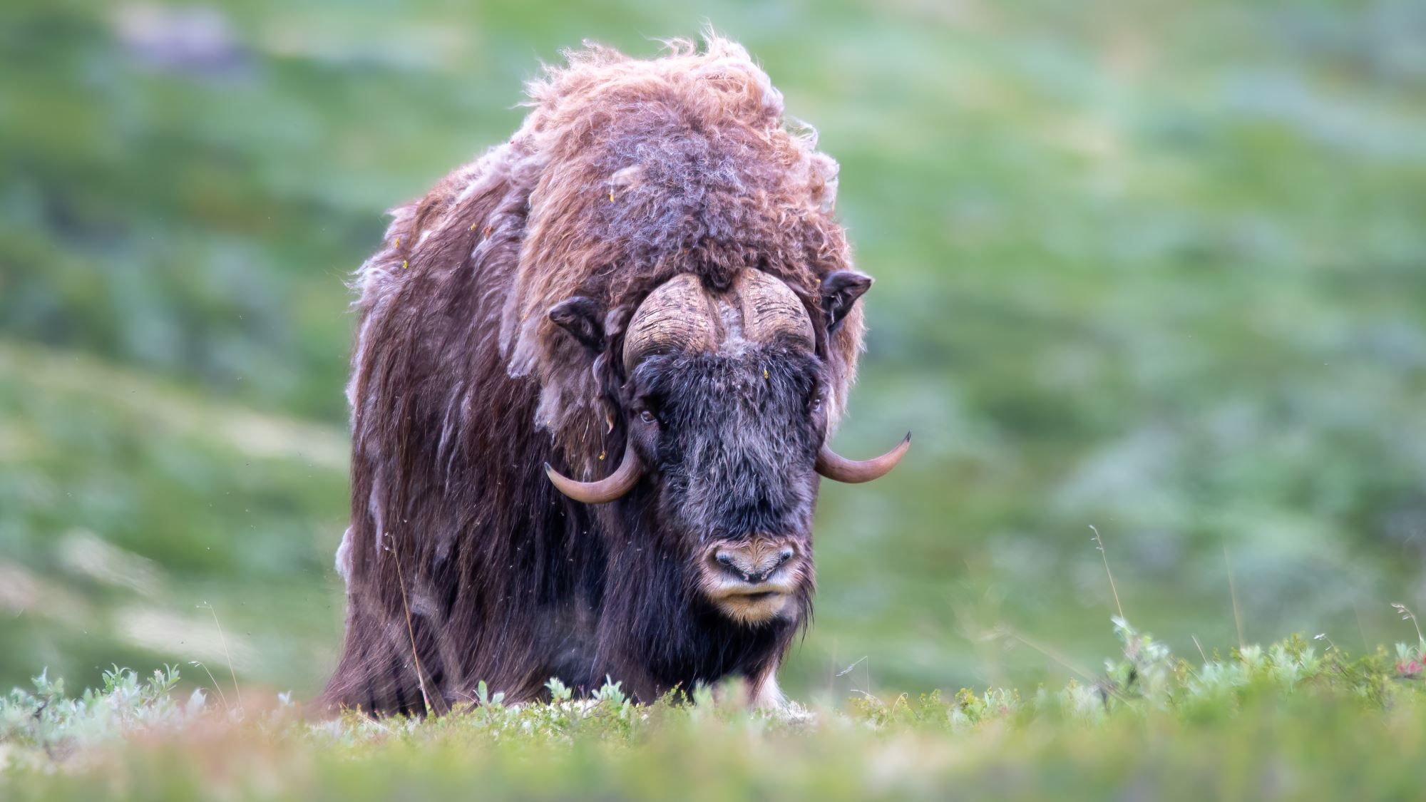 Musk Ox Safari