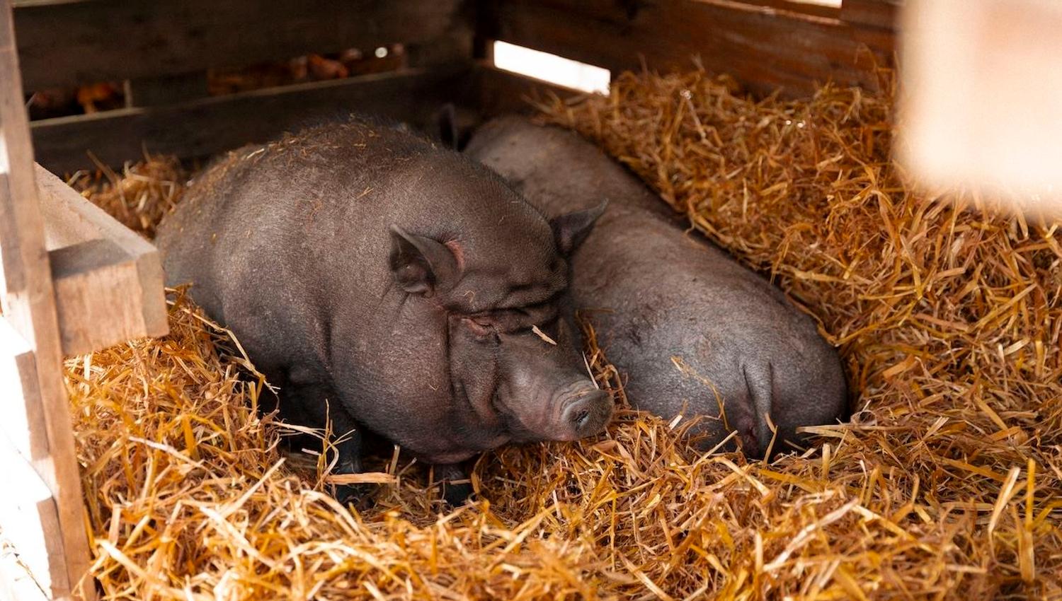 Two dark pigs lie resting on straw bedding inside a wooden pen, lit by warm sunlight from the side..