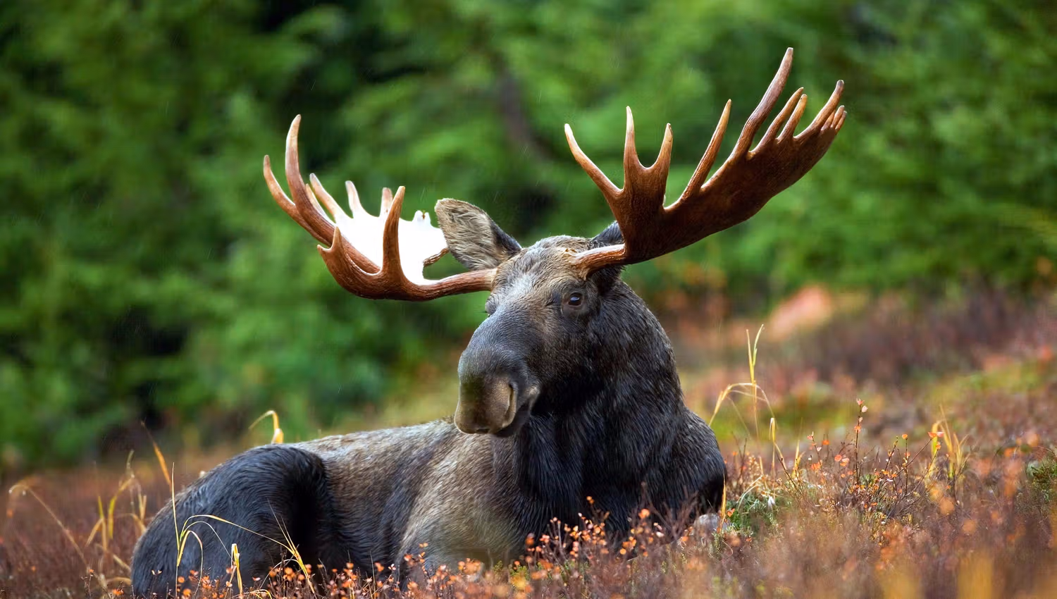 moose-70254_1920