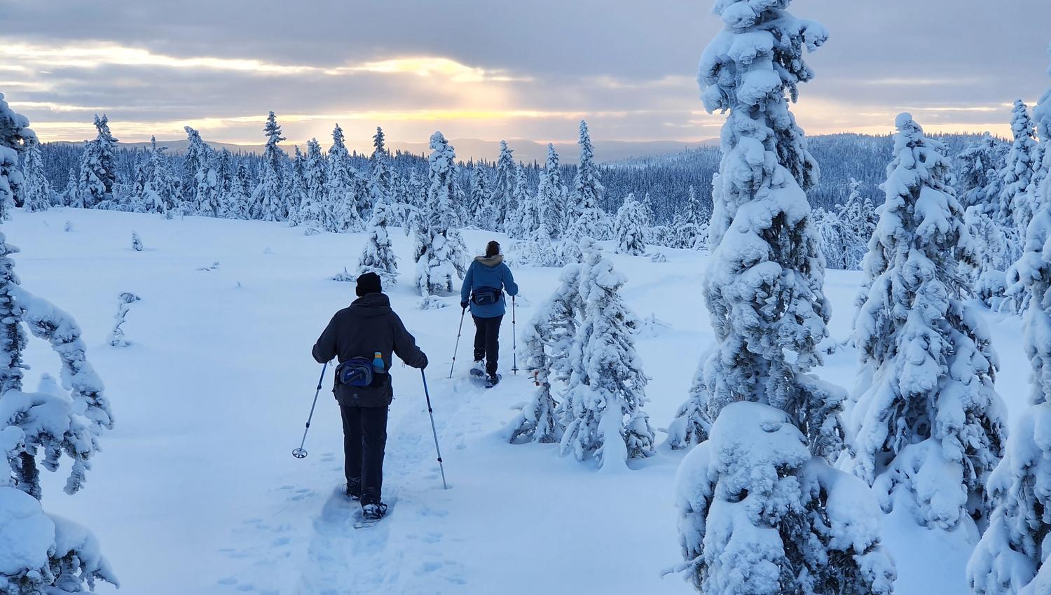 Trugetur fra Oksbakken på Totenåsen