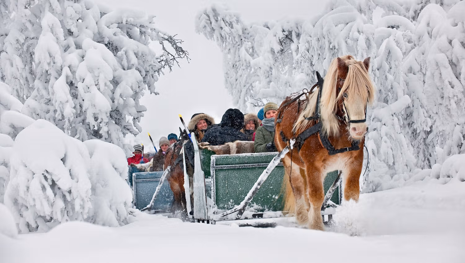 Sleigh Ride at Venabu Fjellhotell