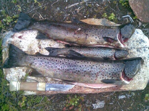 Fiske i Almoseteren