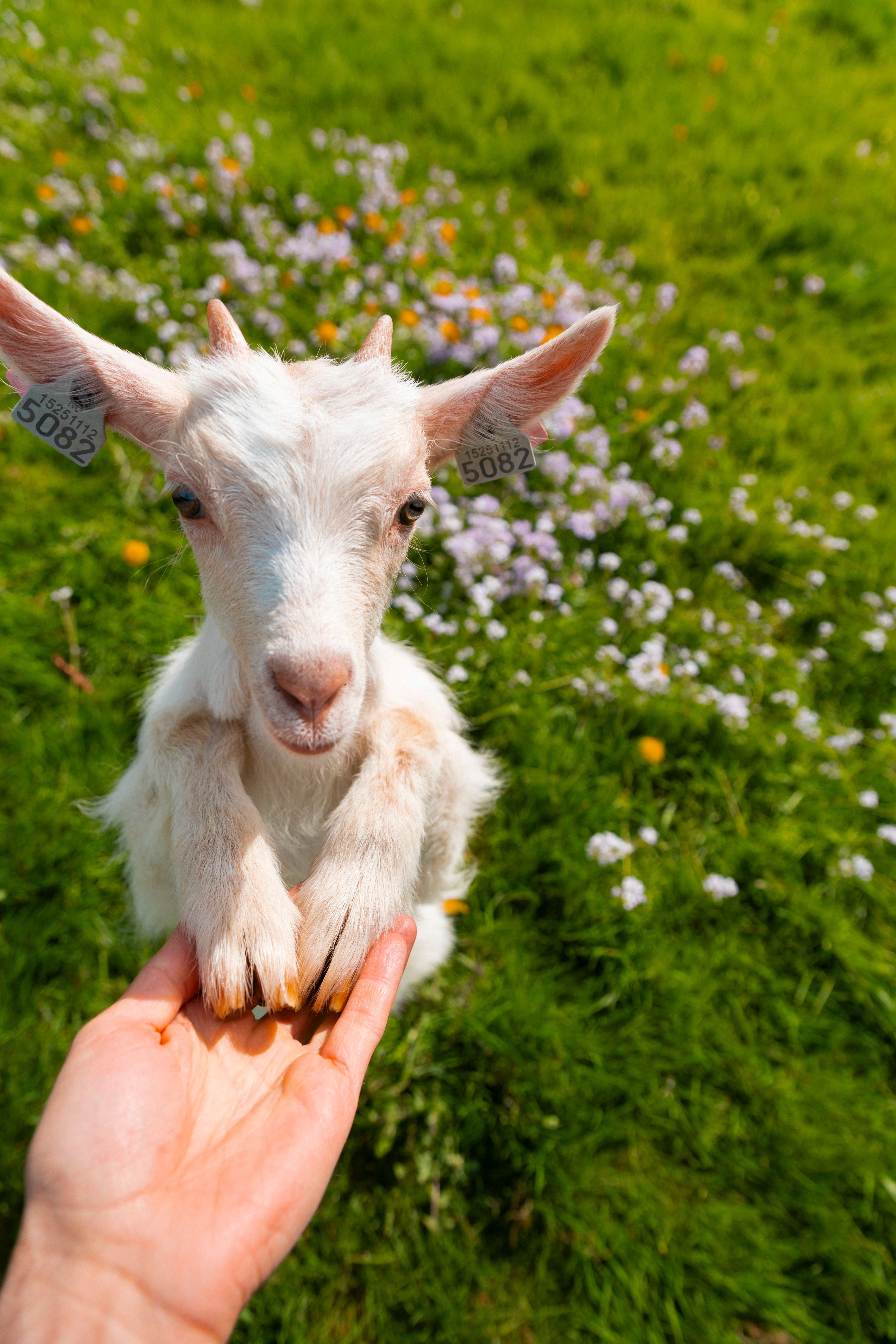 A white baby goat with ear tags rests its front hooves on a person's hand in a sunny green field with flowers.