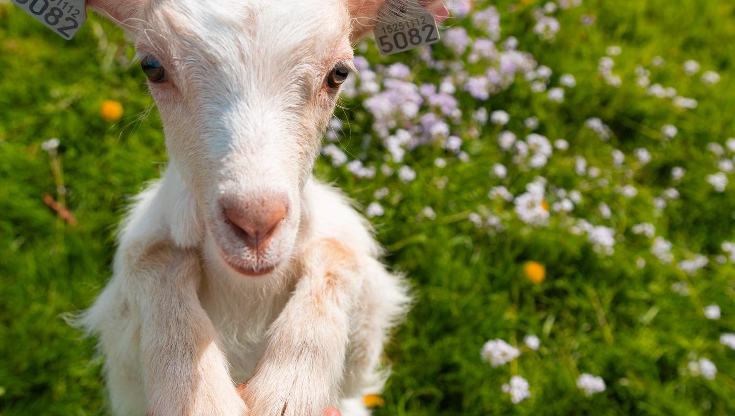 A white baby goat with ear tags rests its front hooves on a person's hand in a sunny green field with flowers.