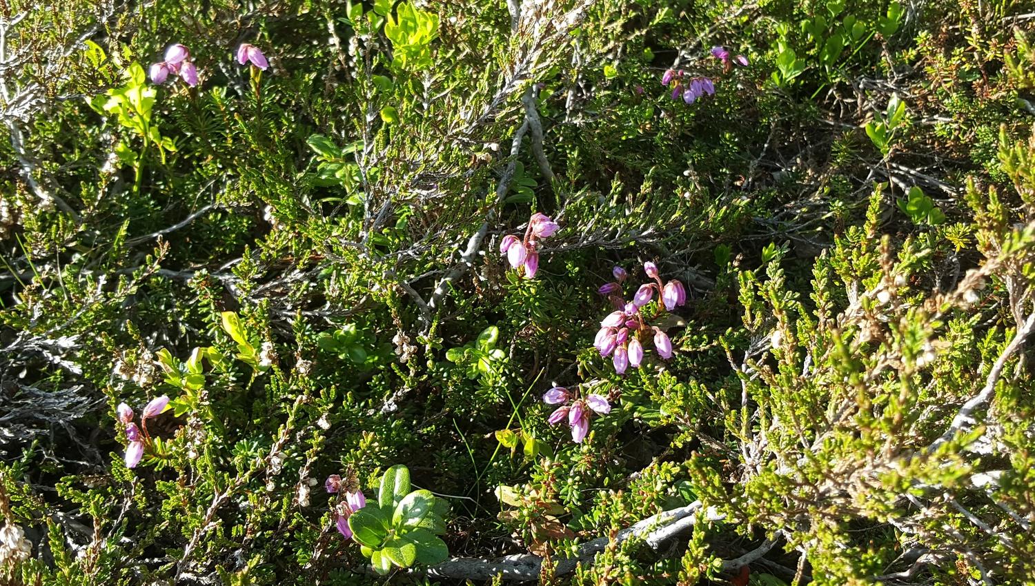 Blomstring