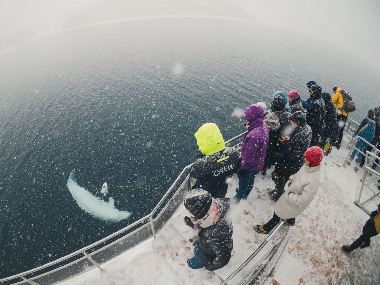 Gjester som observerer dyreliv i havet