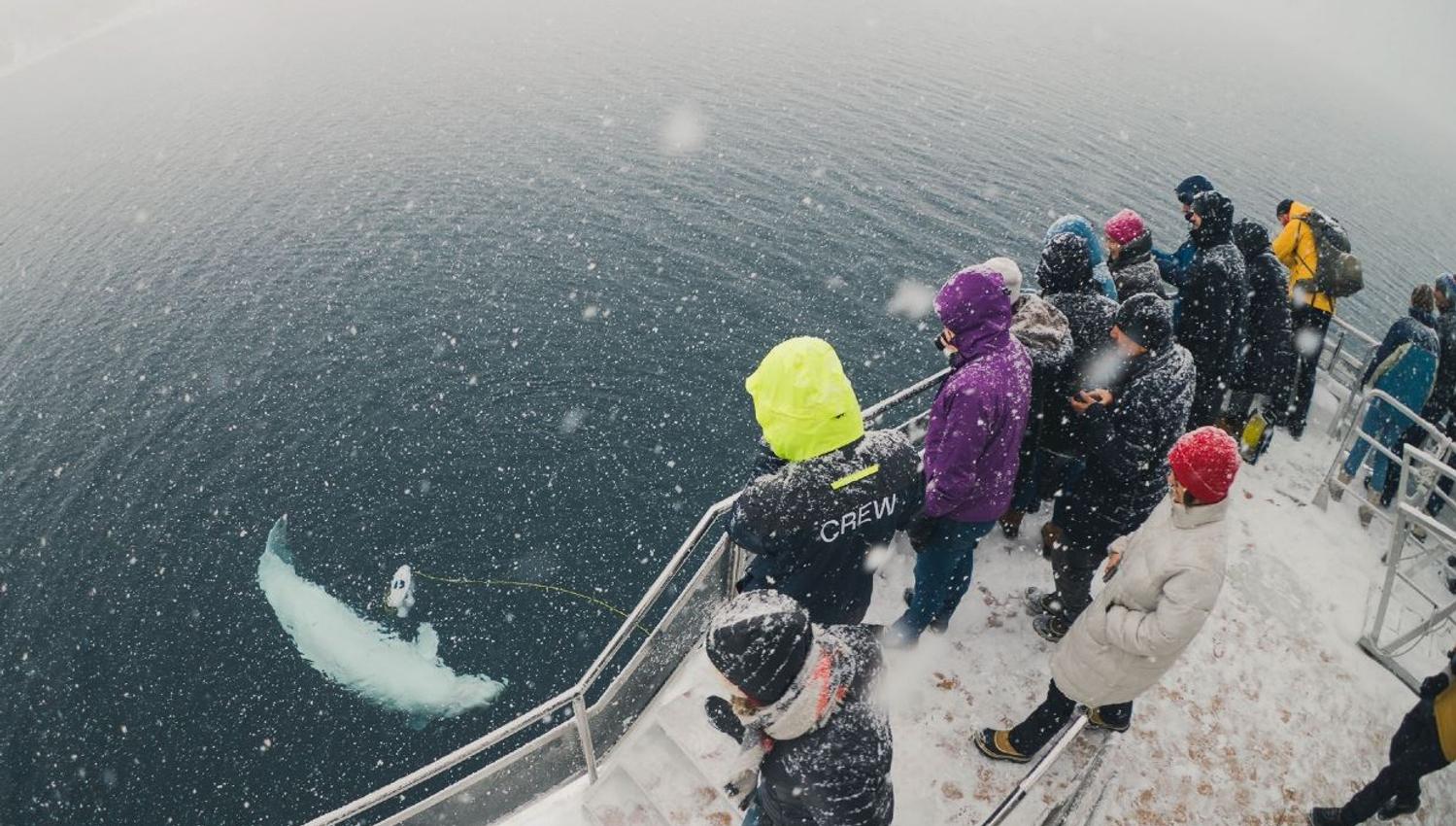 Gjester som observerer dyreliv i havet