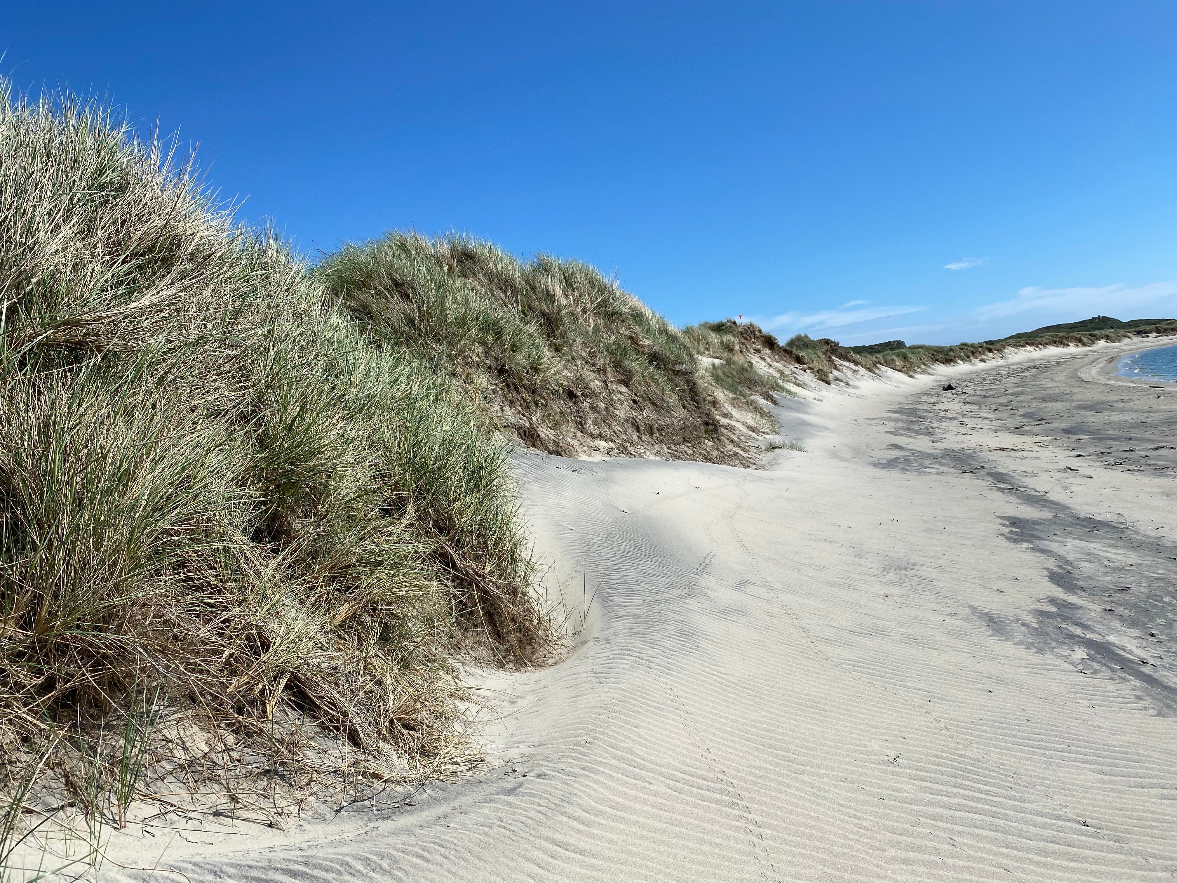 Hvite sanddyner dekket av marehalm, Husebysanden, Lista