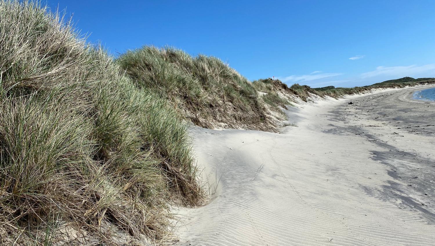 Hvite sanddyner dekket av marehalm, Husebysanden, Lista