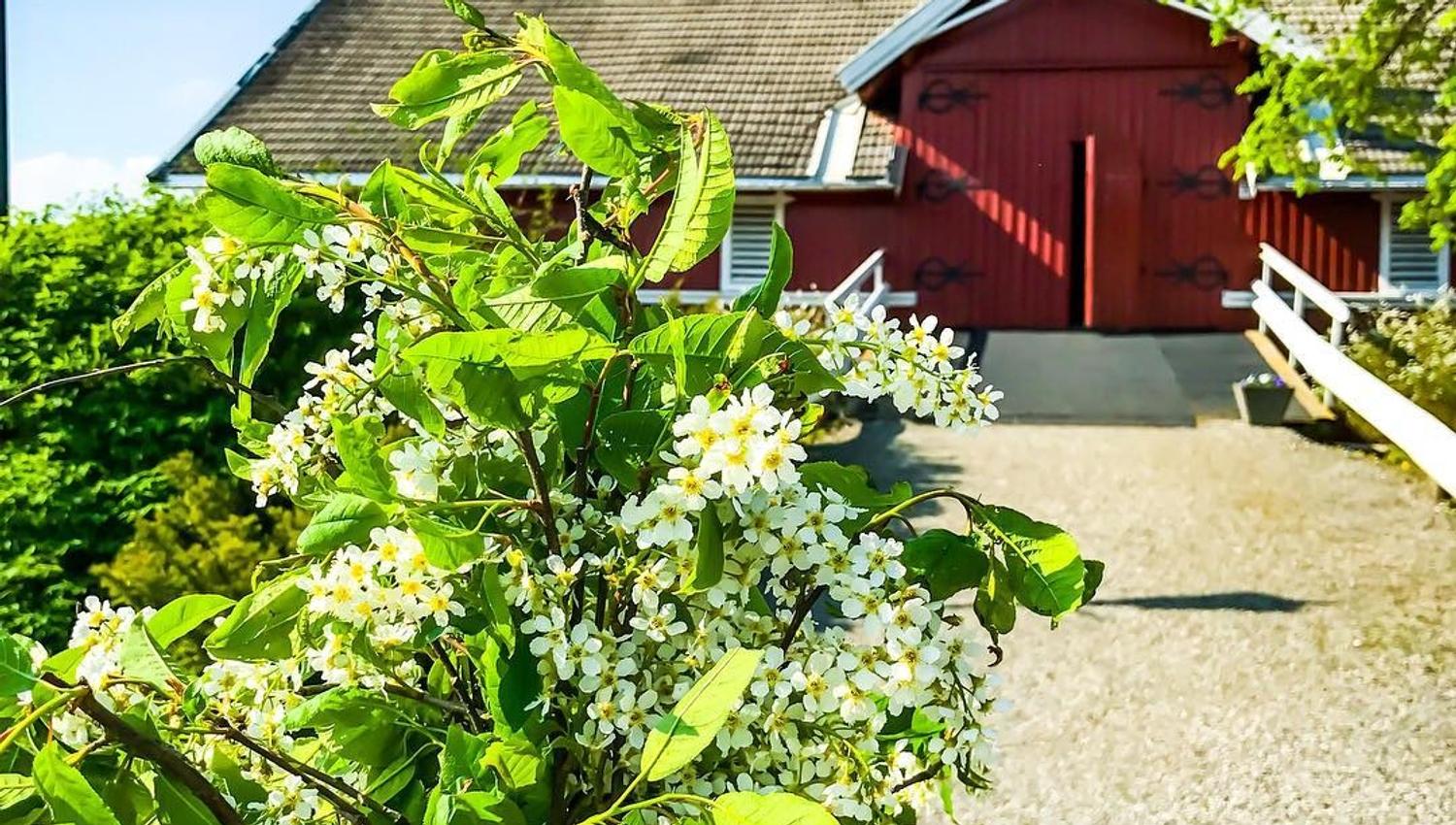 Blomster foran låvedør