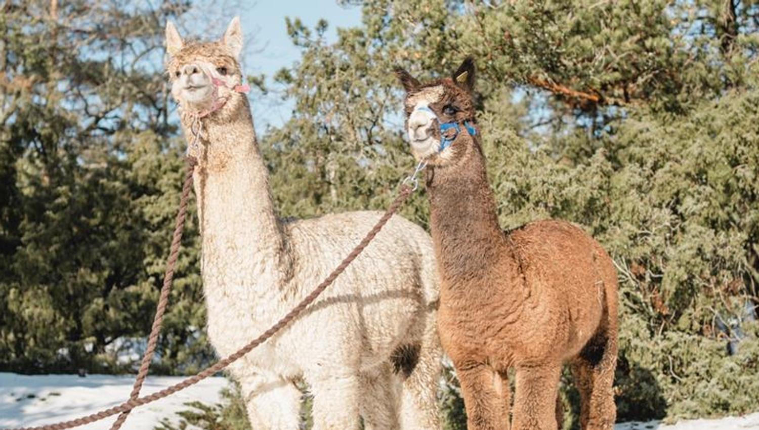 Two alpacas in the snow