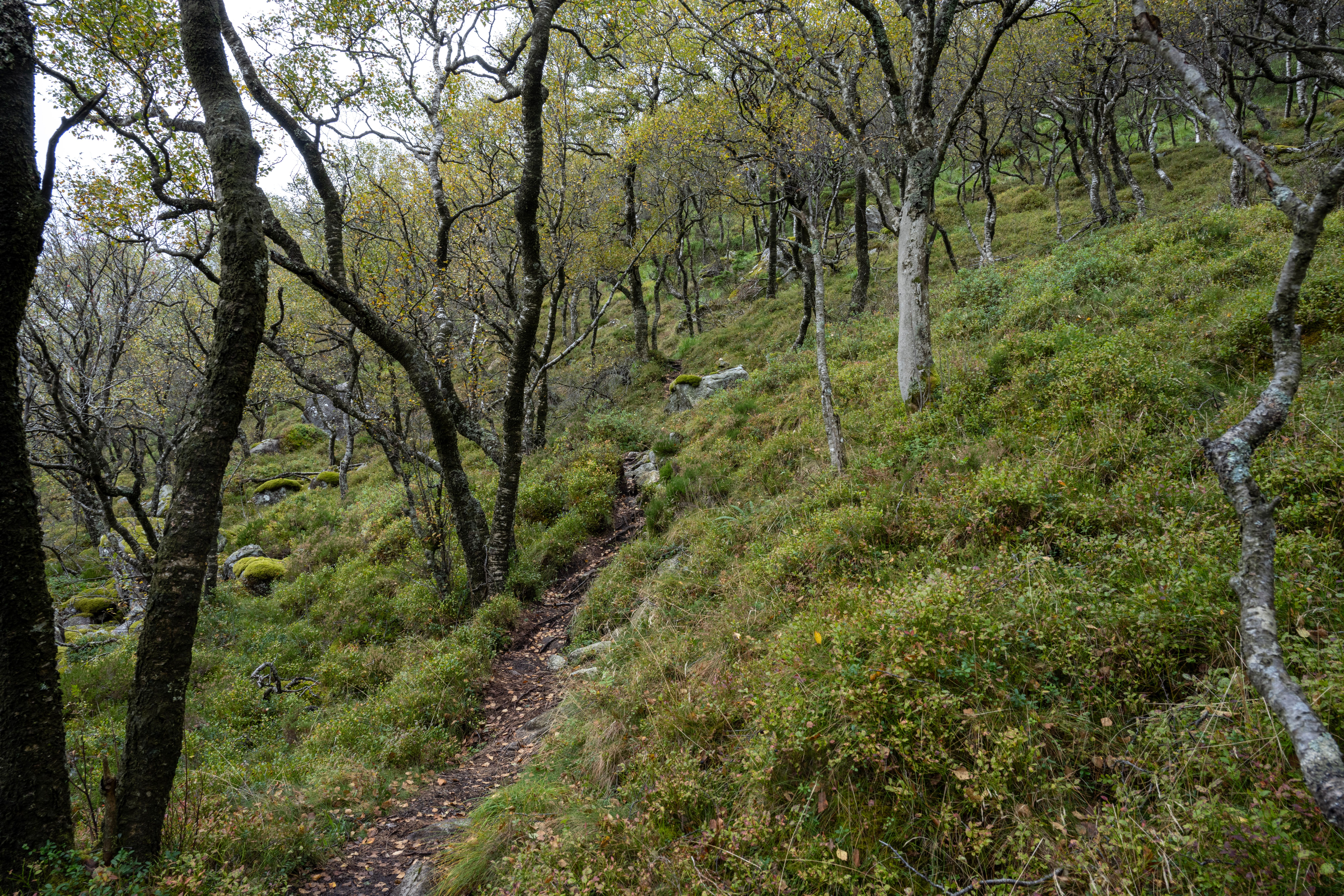 Forest slope
