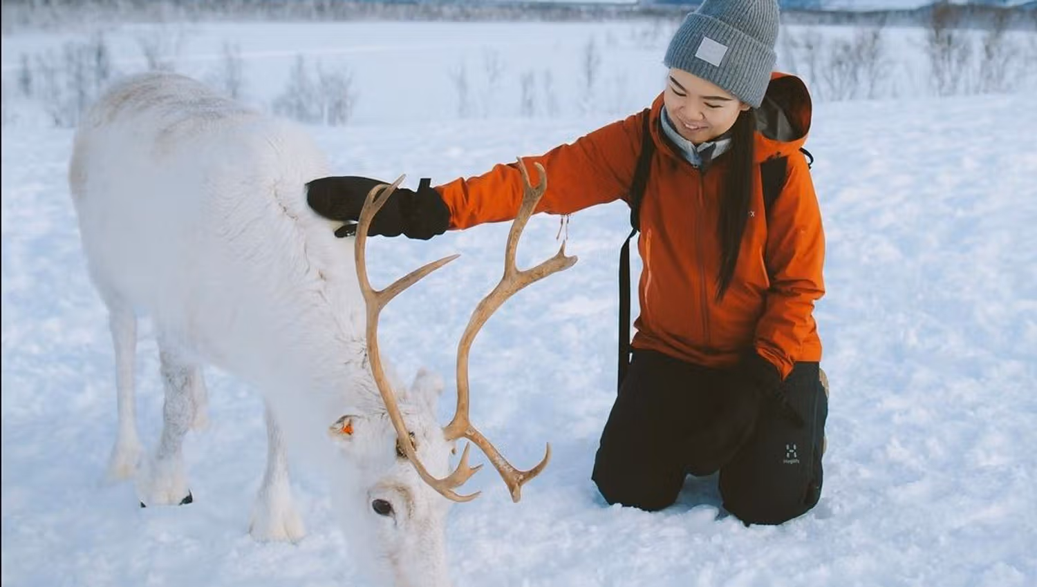 Guest getting close to a white reindeer in the snowy winter landscape at Tromsø Lapland near Tromsø.