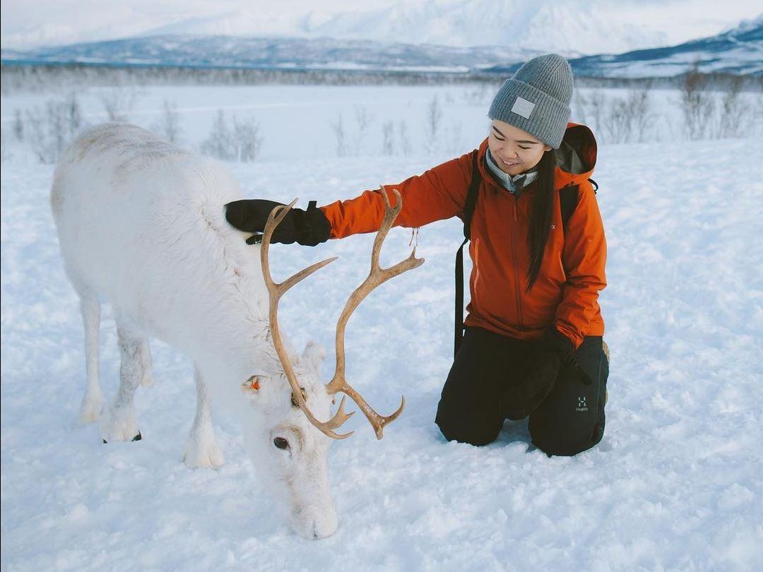 Guest getting close to a white reindeer in the snowy winter landscape at Tromsø Lapland near Tromsø.