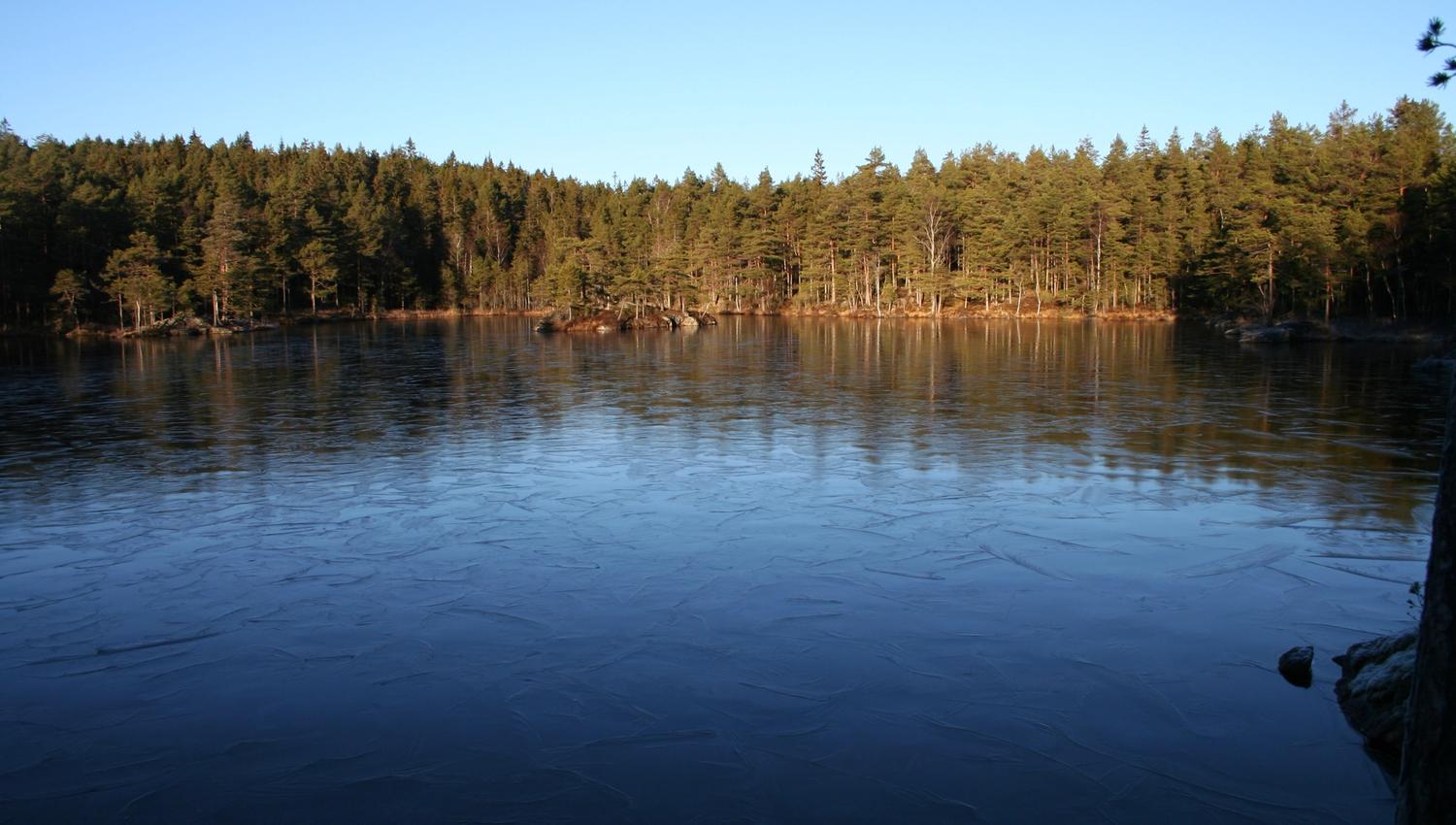 Tur i skogen