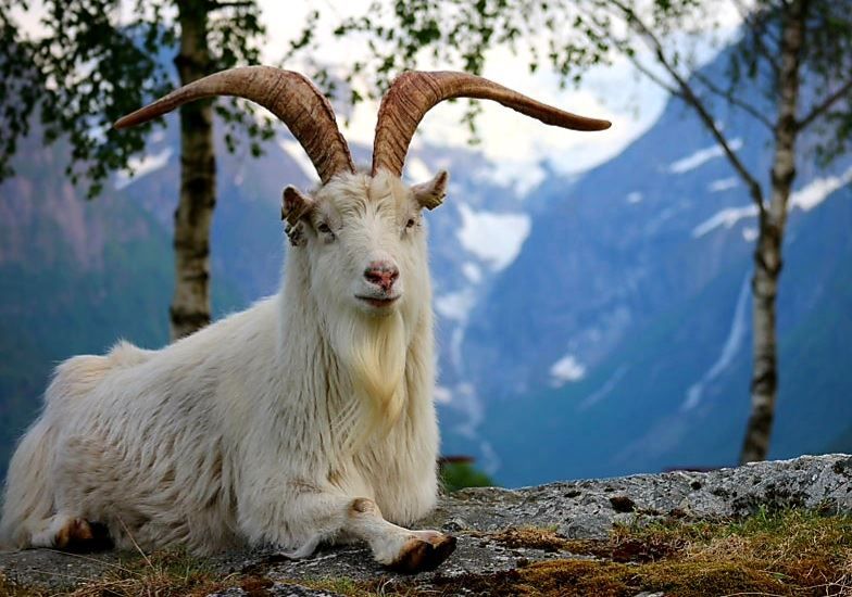 White mountain goat with long curved horns lying on a rocky ledge, with trees and snowy mountains behind.