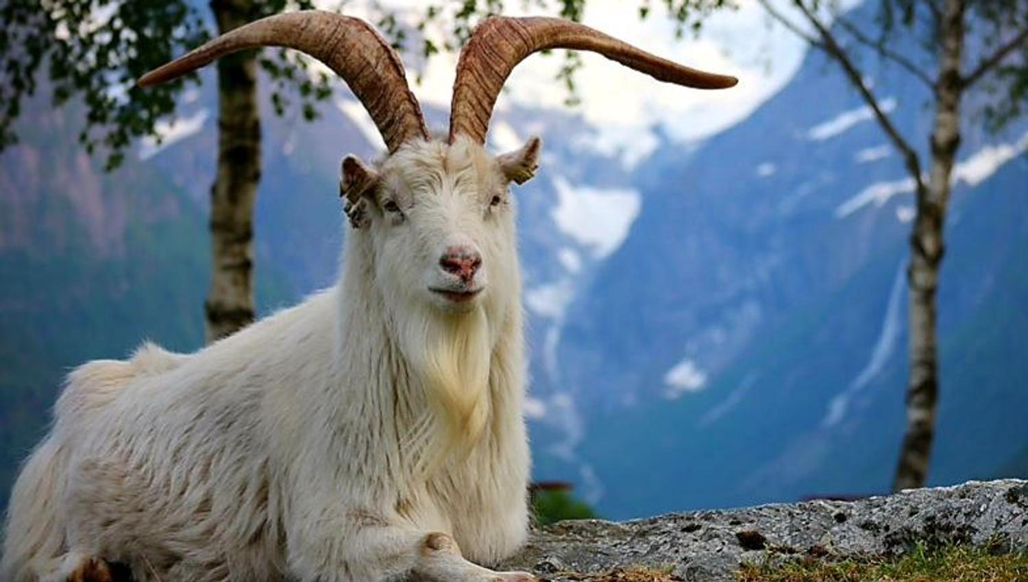 White mountain goat with long curved horns lying on a rocky ledge, with trees and snowy mountains behind.